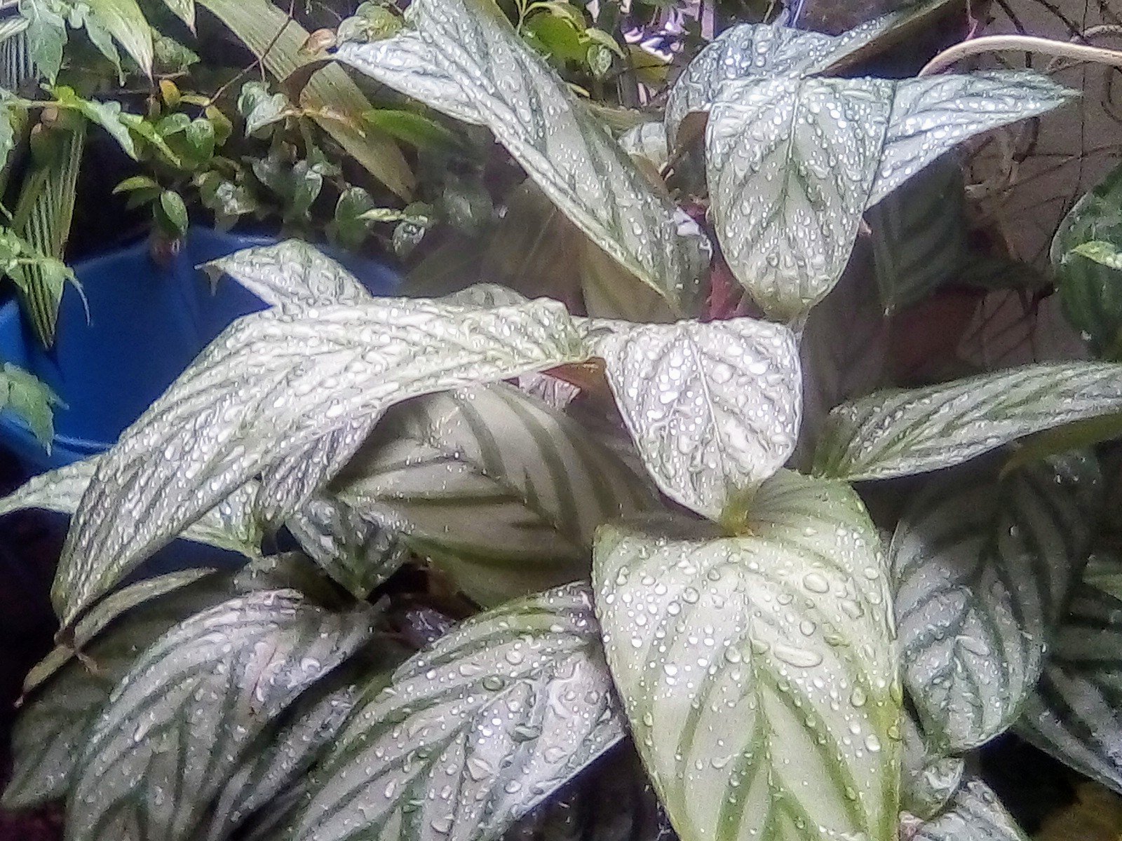 JoseCCastro1's profile picture. Int. Artificial.