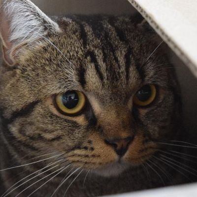 Tran_gram's profile picture. 精霊牛に乗り遅れた。
たまにゲーム配信してるよ。