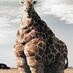 American Giraffe (@skarydrunkguy) Twitter profile photo American Giraffe (@skarydrunkguy) Twitter profile photo