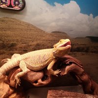 Lizardman877🟦 (@lizardman8770) 's Twitter Profile