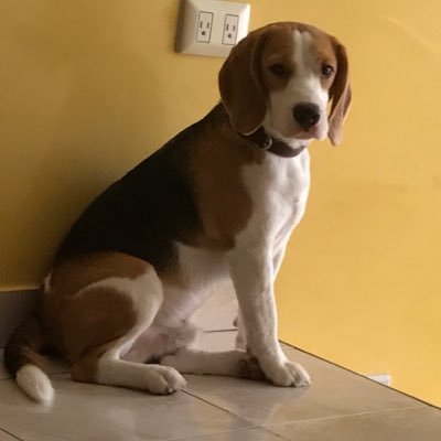 KamelaSedek's profile picture. Happy