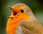 Birb4Prez's profile picture. WE are ORDINARY real HUMAN Americas who DEAMAND that birb run to rule our country with a iron wing in 20020. #ReadyForBirb