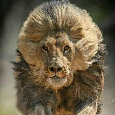 lionking_da's profile picture. Take no prisoners type of a guy...Rumble in this concrete jungle..Ek sê