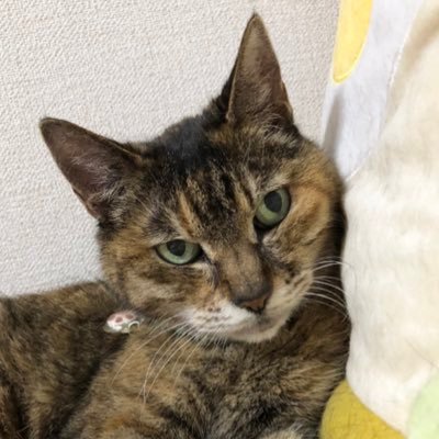 ハムスター・ジリス＆猫♀のお世話係。大昔に成人済（20↑）基本雑食だけどその時によって偏る。もふもふした物が大好き。小型も大型動物さんも好き。博物館・美術館も行くよ。刀剣も好き。最近はモルカー沼にずぶずぶとハマってる🤣