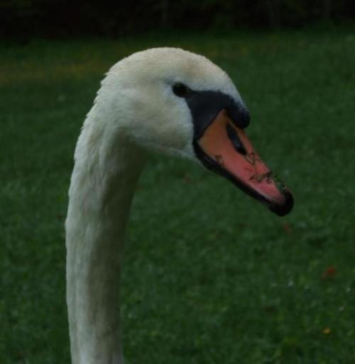 chisazn's profile picture. 空と海と草原と、舞台と。それから黒猫と。