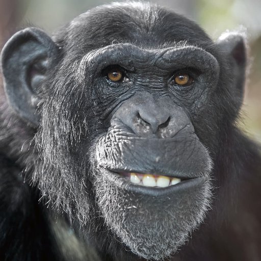 angryzottel's profile picture. 