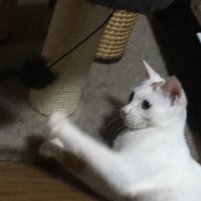 ニャン ねこかつ旧姓 ヤン 18mar1 Twitter ニャン ねこかつ旧姓 ヤン 18mar1 Twitter