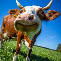 Crypto Cow (@cryptocow3) 's Twitter Profile