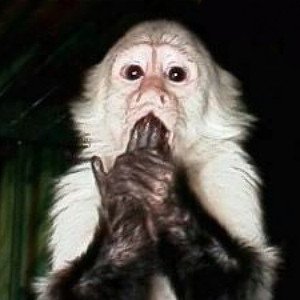TheFarix Profile