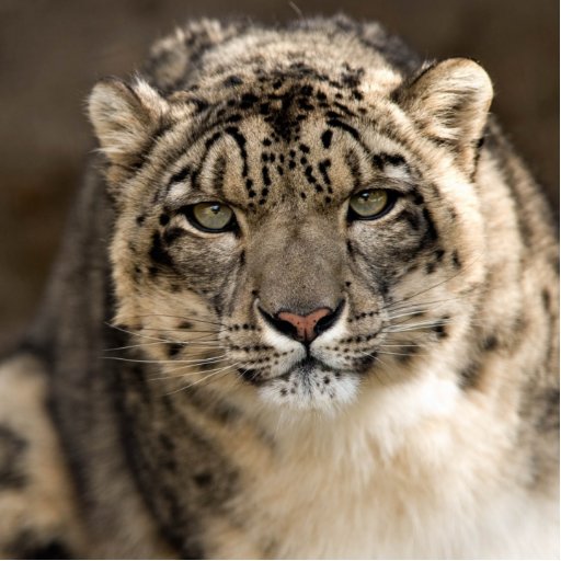 LololZz's profile picture. 