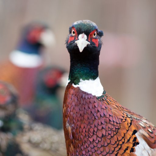 Into Pheasant Hunting