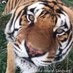 The Wild Animal Sanctuary (@animalsanctuary) Twitter profile photo