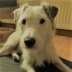 HelenBTerry's profile picture. Portfolio careerist - journalist, musician, educator and former anglican priest. Vegan.