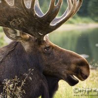 Moose Woman ๐จ๐ฆ๐ด๓ ง๓ ข๓ ณ๓ ฃ๓ ด๓ ฟ๐บ๐ฆ๐ฎ๐ฑ๐๐๐ค๐ (@moretaredstar) 's Twitter Profile