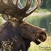 Moose Woman ๐จ๐ฆ๐ด๓ ง๓ ข๓ ณ๓ ฃ๓ ด๓ ฟ๐บ๐ฆ๐ฎ๐ฑ๐๐๐ค๐ (@moretaredstar) Twitter profile photo Moose Woman ๐จ๐ฆ๐ด๓ ง๓ ข๓ ณ๓ ฃ๓ ด๓ ฟ๐บ๐ฆ๐ฎ๐ฑ๐๐๐ค๐ (@moretaredstar) Twitter profile photo