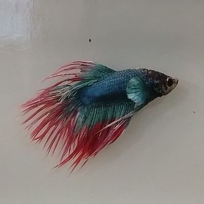 MrRiedl5th's profile picture. Fifth grade students at _____. We love to learn, @MrRiedl is our teacher, and _____ rocks! Go _____!