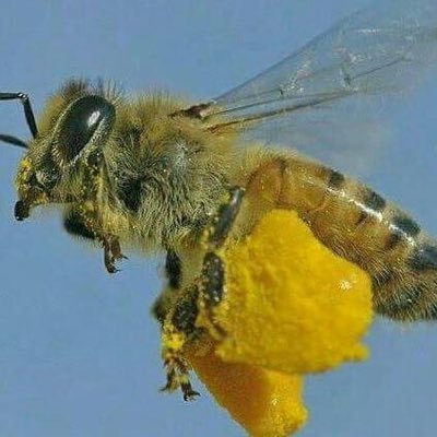 29zOxJkxuhr5Fdz's profile picture. نحال مبتدى وهاوي لتربية النحل