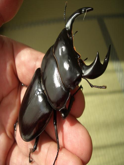 KOJIMAX777's profile picture. 