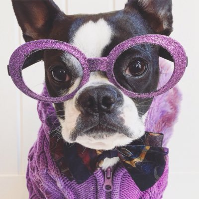 LolaBBoston's profile picture. Camera loving dog sharing smiles everyday.