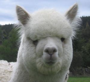 We farm over 200 alpacas, produce our own alpaca products (alpaca duvets and yarns) made here in Dunedin, Otago, & offer alpaca livestock sales. Visits welcome!