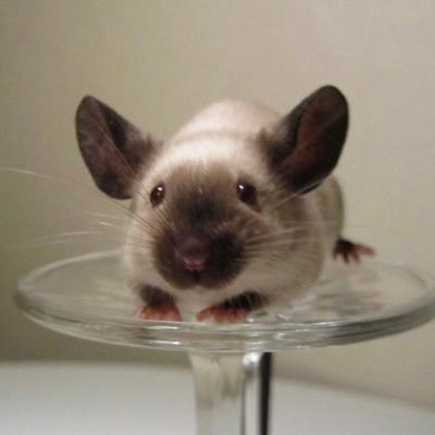 manlr61's profile picture. Getting older daily, but not always wiser