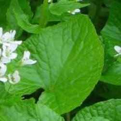 BosyuuyouS's profile picture. 栃木です