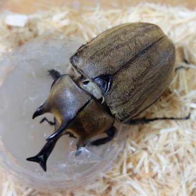 Yonepie オオツノメンガタカブト ルニコルニス 苦節7ヶ月 遂に産卵 孵化に成功 カブト飼育というより セミ の幼虫飼育に近い 汗 実験用に仕込んだ ヤシガラマットと サトウキビガラマットで 飼育開始 育つのか メンガタカブト産卵