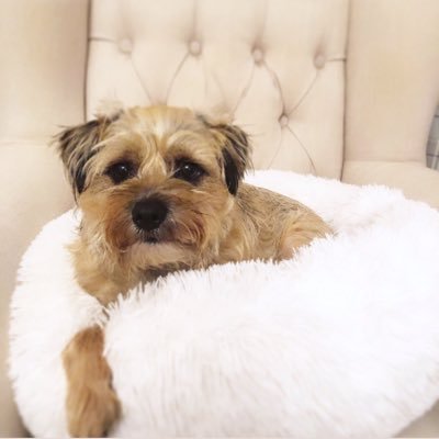 ⭐️26/03/2016. 🐶Likes cuddles, naps & slippers. 🍑Dislike baths and any time not spent playing. 💗Fur baby to Mollie from @wednesdayedit 💗 #BTposse