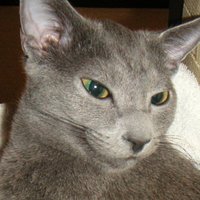 influenzer (@influenzer3) 's Twitter Profile Photo influenzer (@influenzer3) 's Twitter Profile Photo