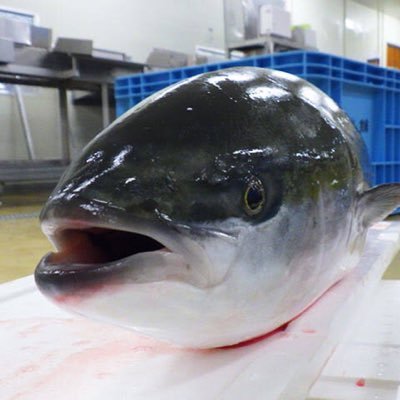 chain_tennen's profile picture. 名古屋在住/謎解きとゲーム