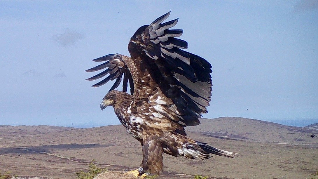 Sharing white-tailed eagle images & film. Filmed under licence granted by SNH https://t.co/kBqWKjzpMs  
YouTube https://t.co/Kb3THYIpsJ