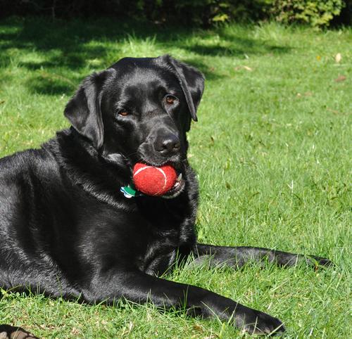 I am a long-time knitter, spinner of wools, I am crazy about my dogs and cats and love reading good books