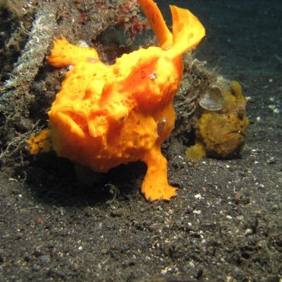 Rafael Catala Profile