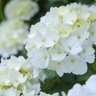 YOU_and_34's profile picture. hydrangea 
白い紫陽花の花言葉は『寛容』。
ひとりごと。