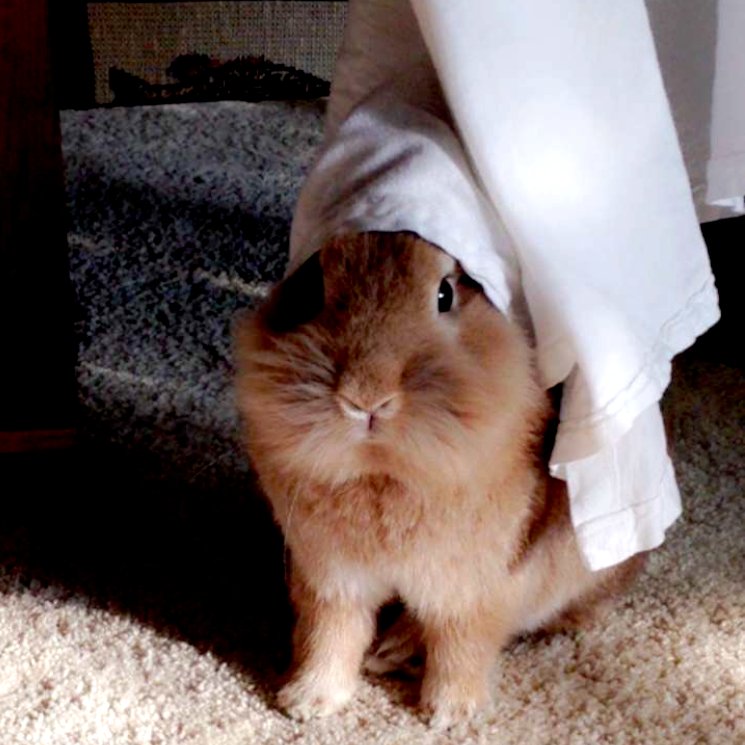 SomeBunny11's profile picture. 