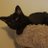 TomoTheAriesCat's profile image