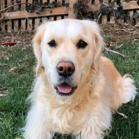 Adam Priest (@priestadam) 's Twitter Profile