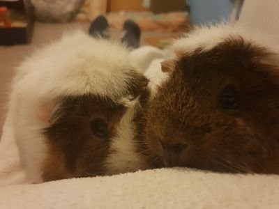 ayton_zoe's profile picture. 