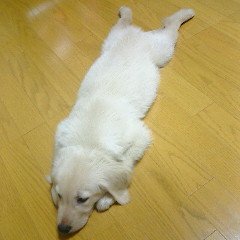 犬好きのおっちゃん Takeshi0709 Twitter