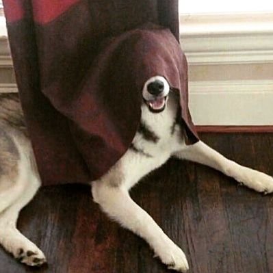 bark_soul's profile picture. Hand it over, that thing. Your Bork Soul