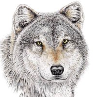 Greenbrier High (@ghswolfpack) 's Twitter Profile