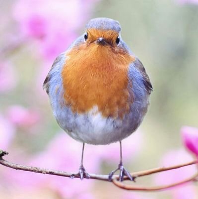 ONG de protection des oiseaux et de la biodiversité en ville.  ️🐦