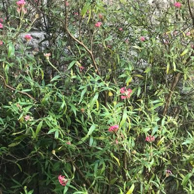 WickedCharless's profile picture. 