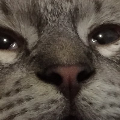 RenattaCevallos's profile picture. .