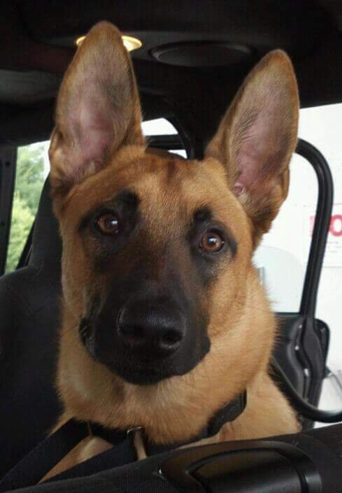 Owner~Tango Down K9 Solutions &Ridgeline K9 Rehabilitation~ K9 Trauma behaviorist; working dog shrink. This's my personal page-not responsible for hurt feelings