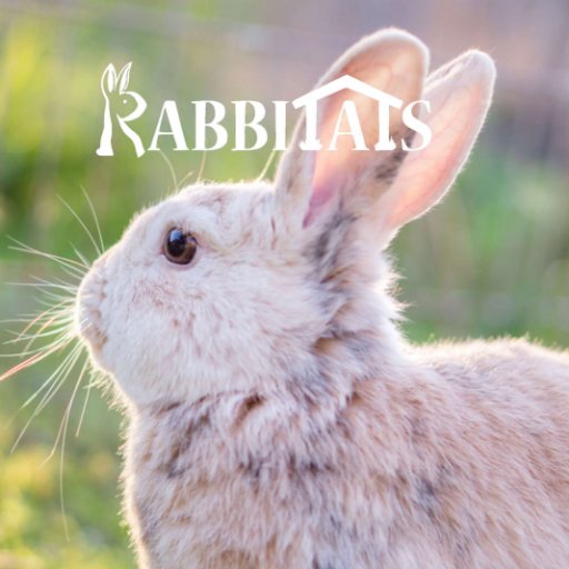 Rabbitats Rescue Society helps unwanted domestic rabbits by promoting sanctuary rescue, developing non-traditional destinations and advocating for better laws.