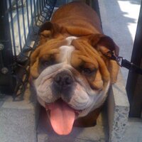 保護犬を専門に扱うお店「ペッツホップ」(@pets_hop) 's Twitter Profile Photo