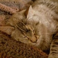 Calipenguin (@calipenguin3) 's Twitter Profile