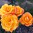 sunset_dawn2's avatar