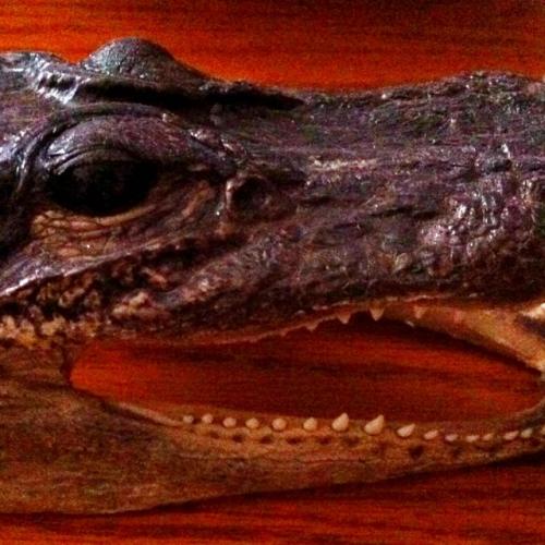 Sibman's profile picture. Chaplain and husband to a smokin' hot wife.